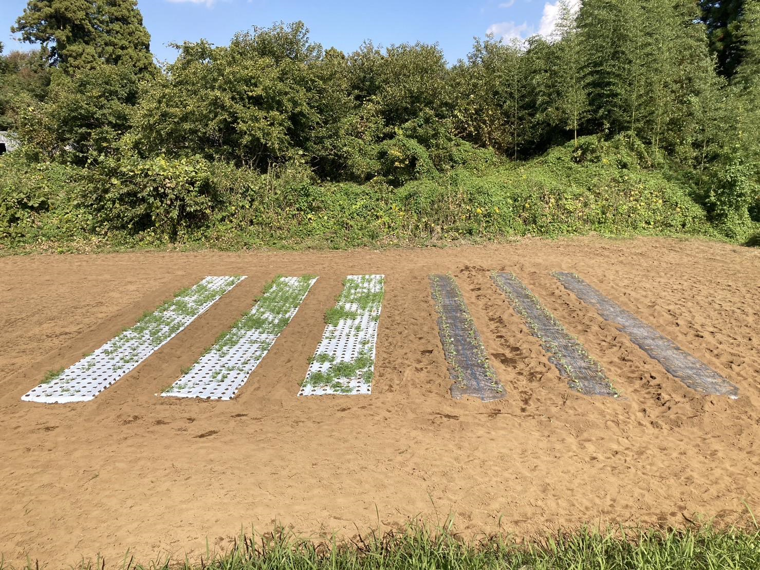 【豊かな土プロジェクトVol.6】ケールにトラブル発生!