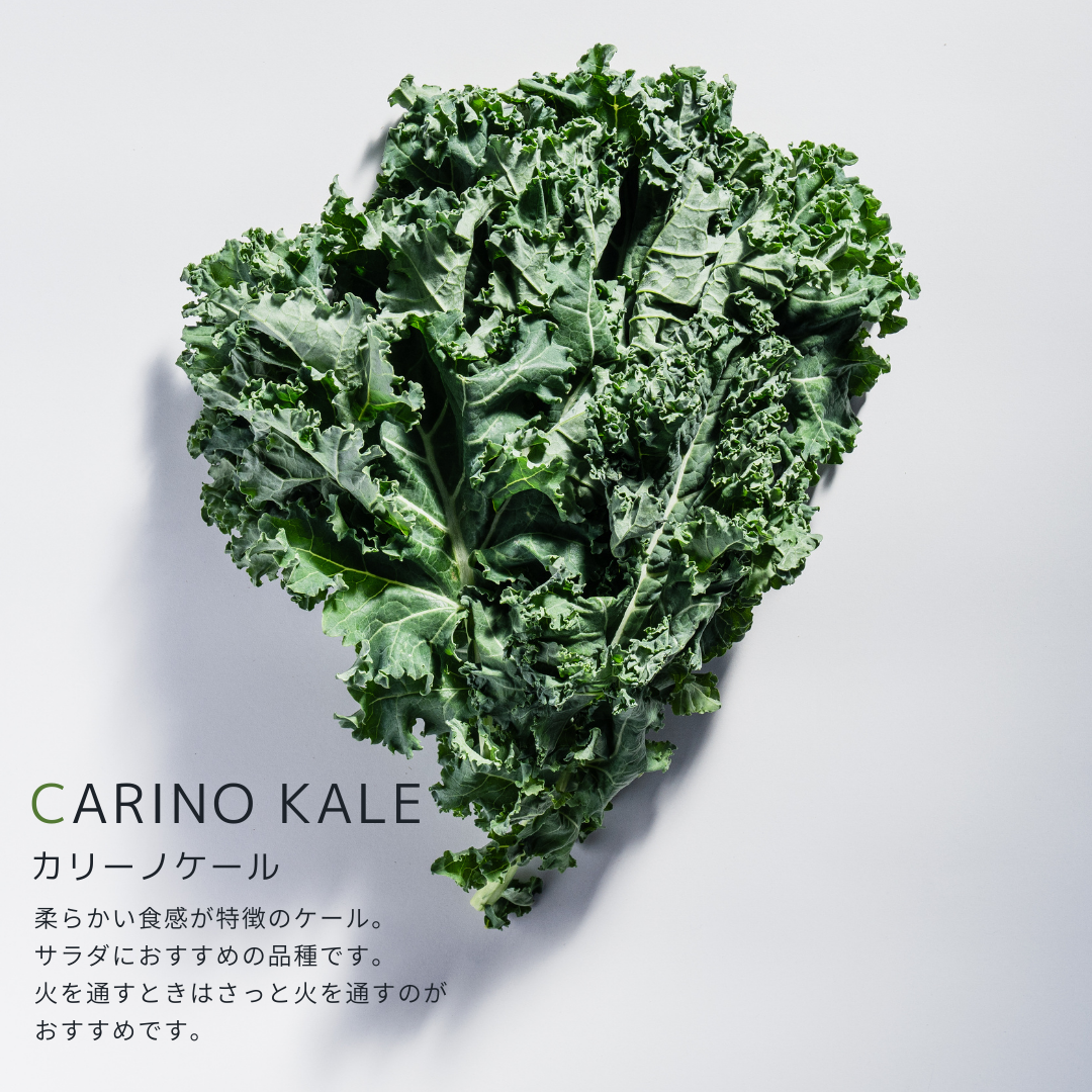 こだわり西洋野菜セット《3~6種類/限定単品価格》