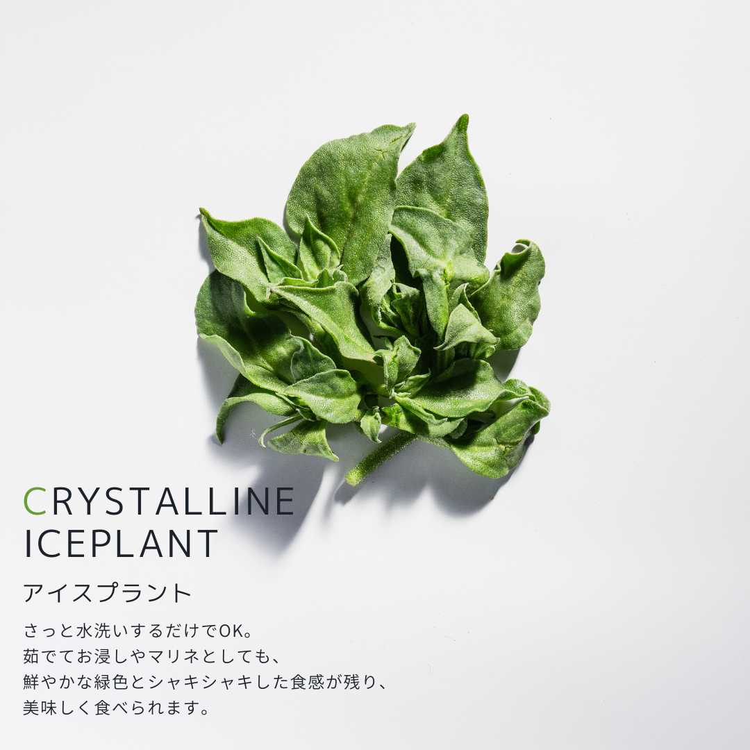 こだわり西洋野菜セット《3~6種類/限定単品価格》