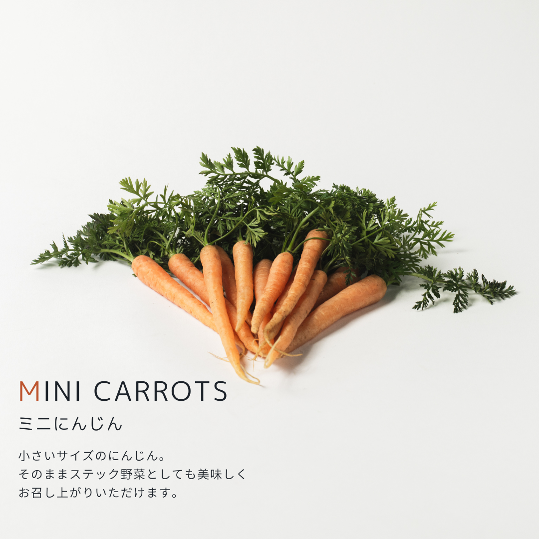 こだわり西洋野菜セット《3~6種類/限定単品価格》