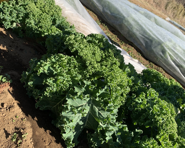 【豊かな土プロジェクトVol.9】もうすぐ収穫！野菜に違いはあるのか？！
