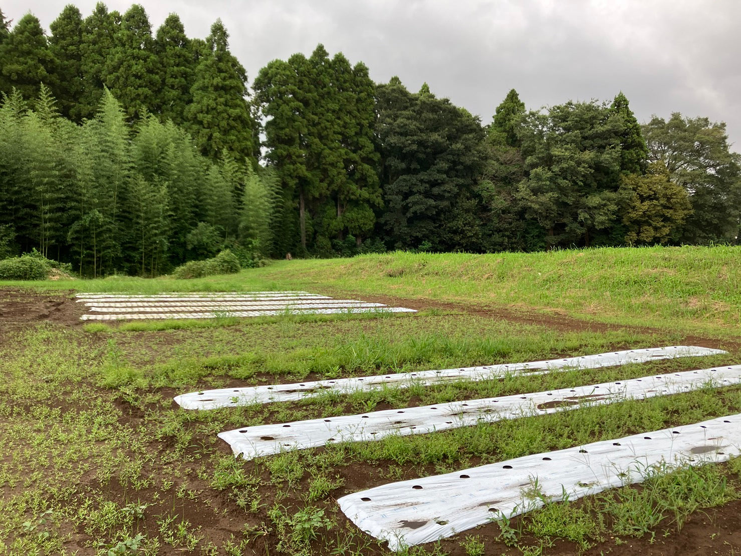 【豊かな土プロジェクトVol.5】ついにこの時期がやってきました！